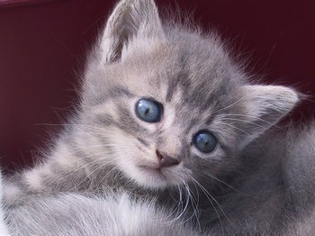 chat triste
